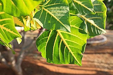 《主播女孩重度依赖》确定10月27日登陆Switch